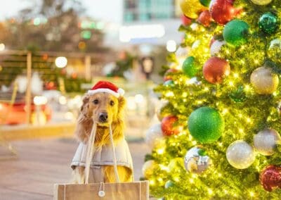 Camperdown Plaza is a vibrant community nestled in the heart of Downtown Greenville South Carolina about gallery image 27 - About